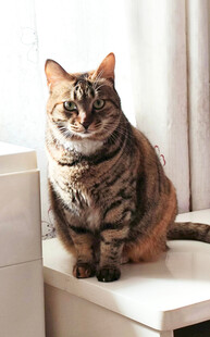 可爱猫咪端坐窗台