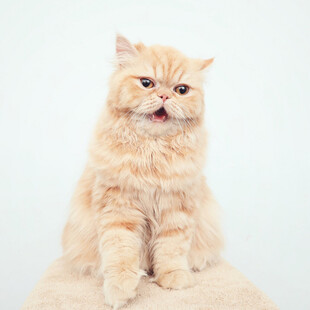 可爱橘色波斯猫端坐