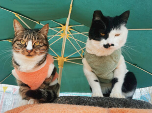 两只萌猫可爱同框
