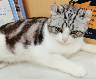 可爱花纹猫咪趴卧