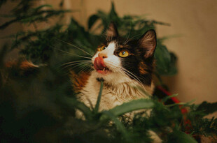 猫咪于绿植间俏皮吐舌