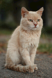 浅色猫咪蹲坐户外