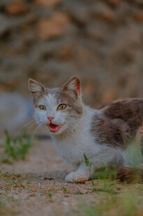 张嘴的可爱猫咪