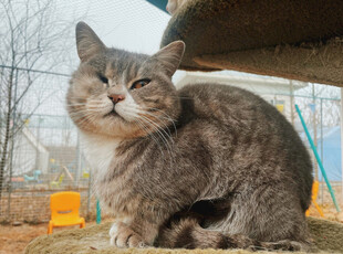 户外休憩的灰毛猫咪
