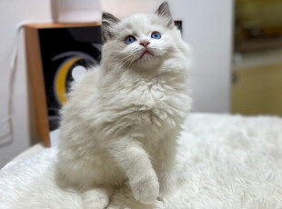可爱长毛猫端坐卖萌
