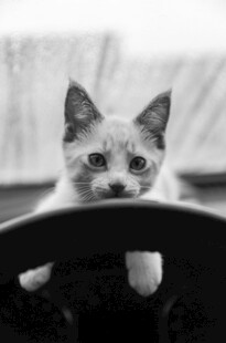 好奇小猫探头张望