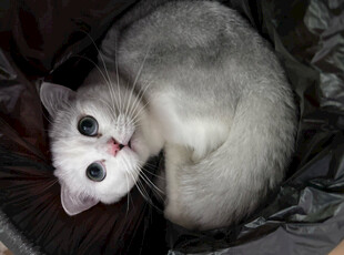 蜷卧的可爱银渐层猫咪