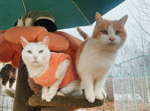 穿橙衣的可爱猫咪