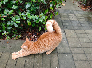 橘猫伸展身姿于绿植旁