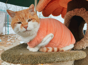 穿橘衣的惬意猫咪