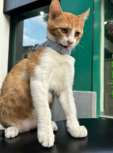戴领结的可爱猫咪