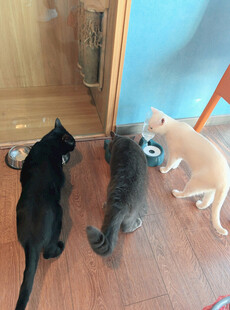 三只猫咪好奇看门外