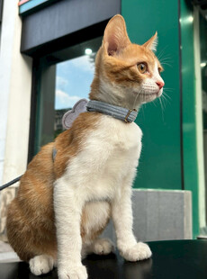 戴围巾的可爱猫咪