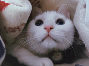 躲在被窝里的可爱猫咪