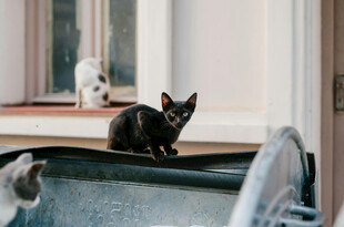 可爱小猫在车内好奇张望