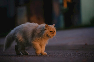 夜晚漫步的可爱白毛猫咪