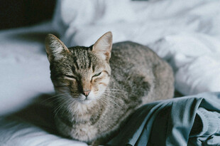 慵懒猫咪惬意躺于床榻