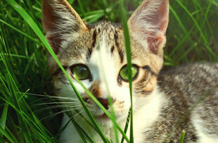 草丛中的好奇小猫