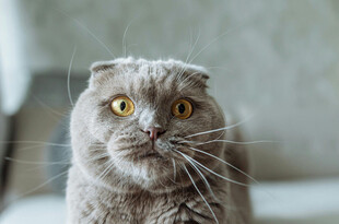 呆萌折耳猫的好奇瞬间