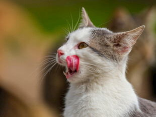 猫咪吐舌卖萌超可爱