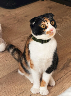 三色猫咪端坐木地板