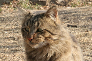 户外的长毛虎斑猫