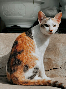 三色猫坐于户外