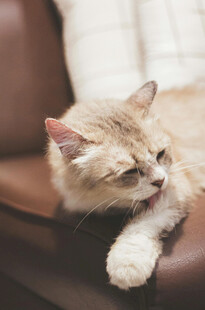 猫咪惬意舔毛瞬间