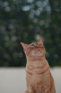 仰头的橘猫