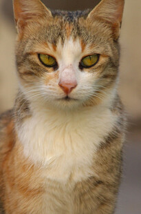 可爱三色猫特写