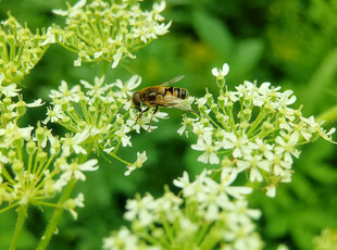 蜜蜂于白花间忙碌采蜜