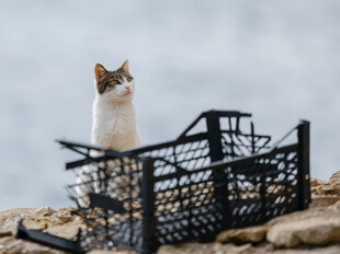站在筐上的可爱猫咪