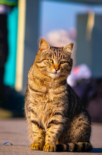 阳光下的斑纹猫咪