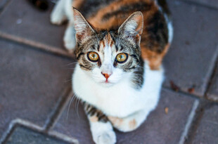 可爱三色猫蹲坐地面