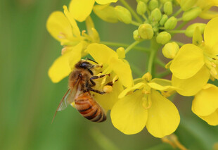 蜜蜂采蜜于黄色油菜花间
