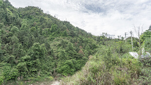 翠绿山峦间的繁茂植被