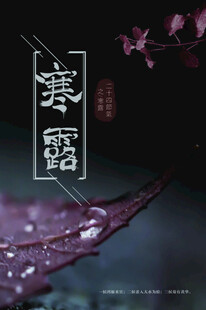 寒露时节带露红叶