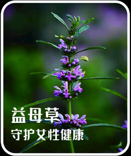益母草 守护女性健康花卉