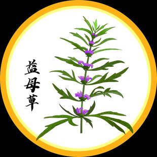 益母草插画