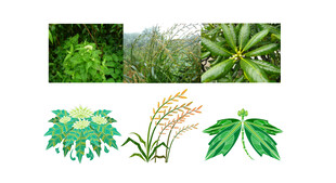 中药 药材 植物