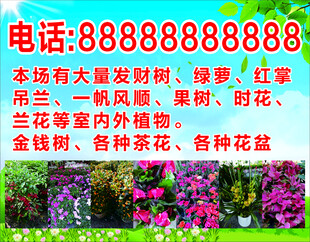 花卉绿植 花场 蓝天白云背景 