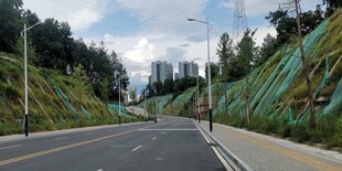 城市中绿意盎然的道路景观