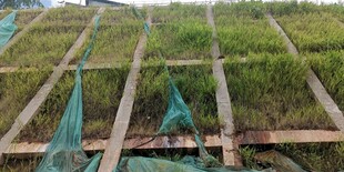 绿植苗培育架上的生机