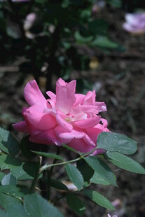 月季花  