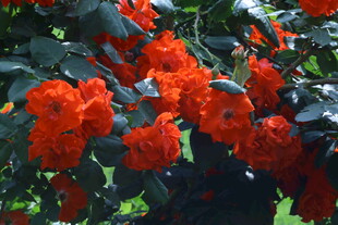 月季花  