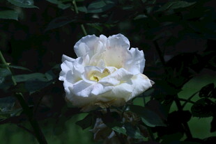 月季花  