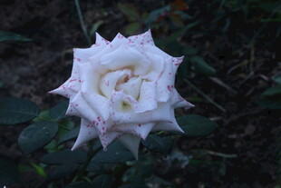 月季花  