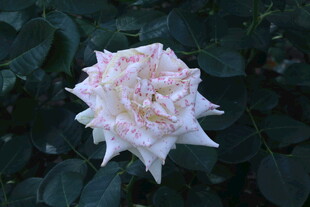 月季花 
