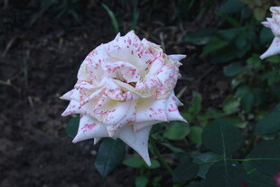 月季花  