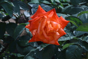月季花  